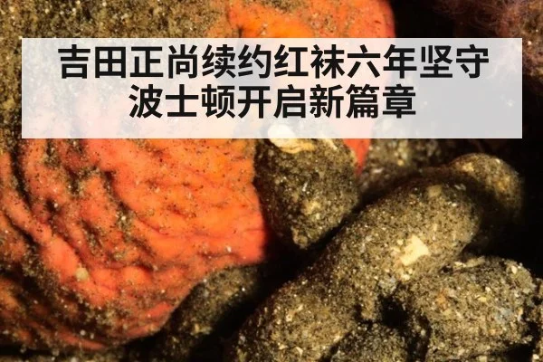 吉田正尚续约红袜六年坚守波士顿开启新篇章