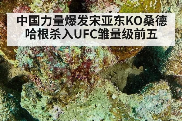中国力量爆发宋亚东KO桑德哈根杀入UFC雏量级前五